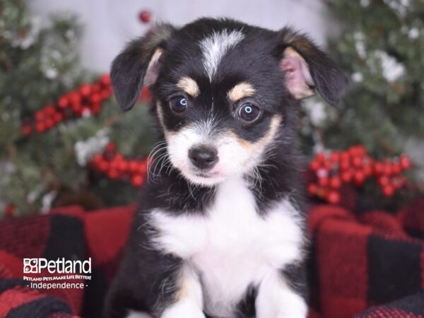 Chipoo DOG Female Black and White 3520 Petland Independence, Missouri