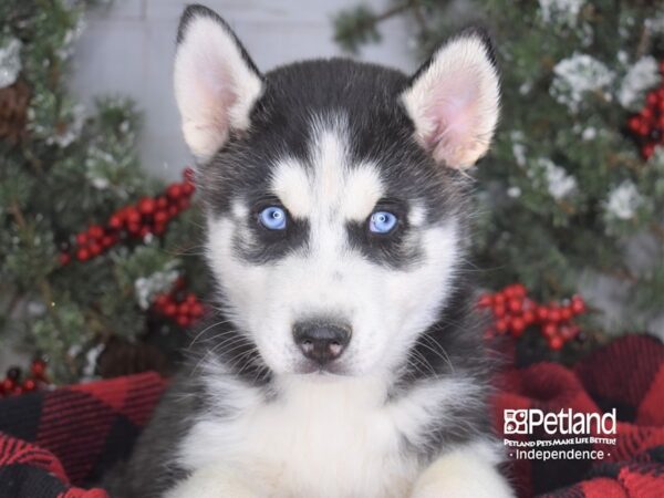 Siberian Husky-DOG-Male-Black and White-3527-Petland Independence, Missouri