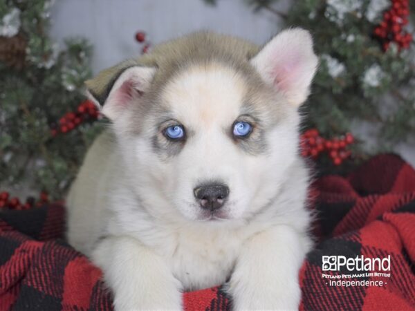 Siberian Husky-DOG-Male-Silver and White-3512-Petland Independence, Missouri