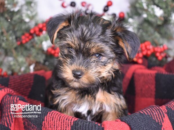 Yorkshire Terrier DOG Male Black and Tan 3506 Petland Independence, Missouri