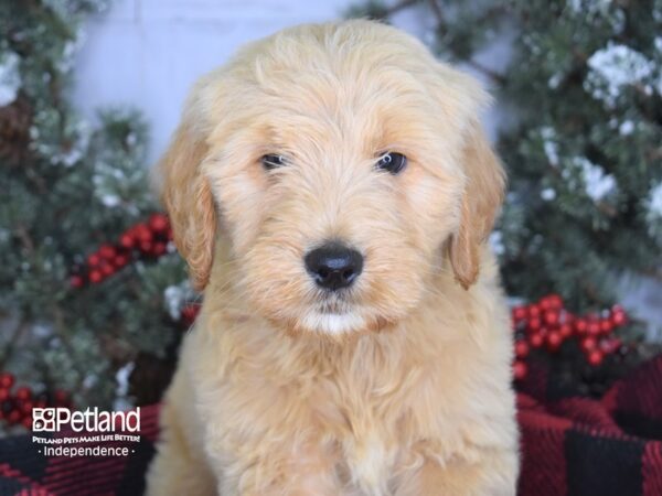 Goldendoodle DOG Male Golden 3524 Petland Independence, Missouri