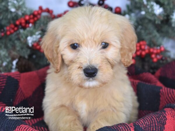 Goldendoodle DOG Female Golden 3525 Petland Independence, Missouri