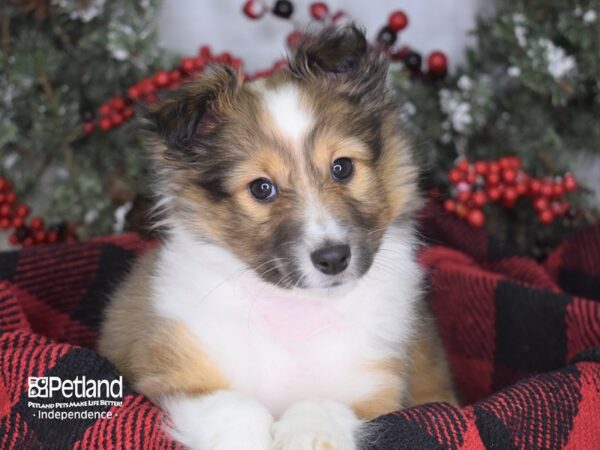 Shetland Sheepdog DOG Female Sable and White 3511 Petland Independence, Missouri