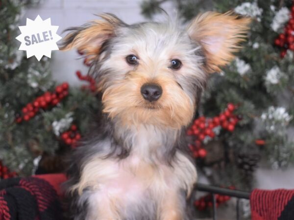 Yorkshire Terrier DOG Male Black and Tan 3267 Petland Independence, Missouri