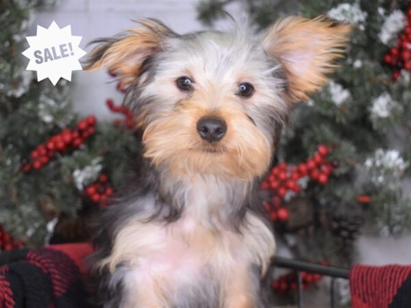 Yorkshire Terrier-DOG-Male-Black and Tan-3267-Petland Independence & Lee's Summit, MO
