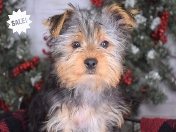 Yorkshire Terrier-DOG-Male-Black and Tan-3335-Petland Independence, Missouri