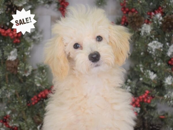 Toy Poodle DOG Male Cream 3290 Petland Independence, Missouri