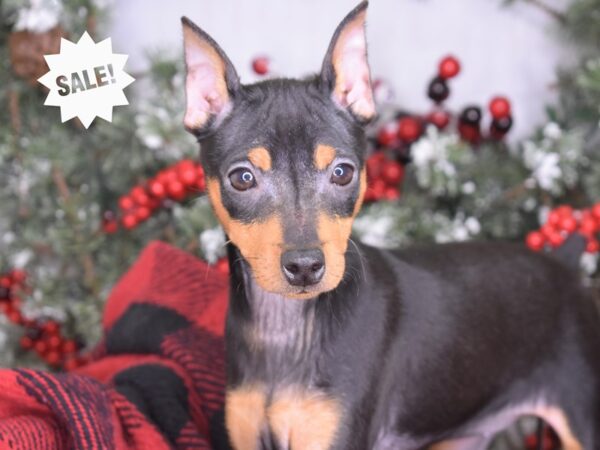 Miniature Pinscher DOG Female Black and Rust 3322 Petland Independence, Missouri