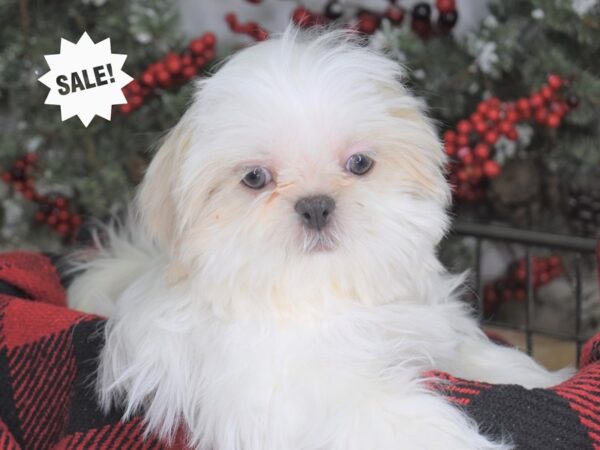 Shih Tzu-DOG-Female-Lavendar & White-3332-Petland Independence, Missouri