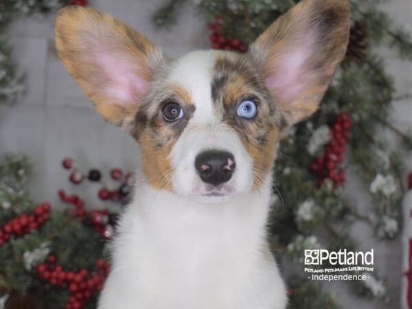 Cardigan Welsh Corgi-DOG-Female-Blue Merle-3344-Petland Independence & Lee's Summit, MO