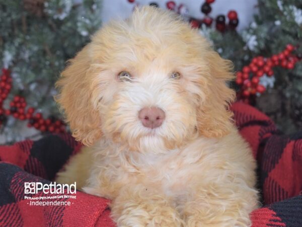 Mini Goldendoodle-DOG-Male-Golden-3542-Petland Independence, Missouri