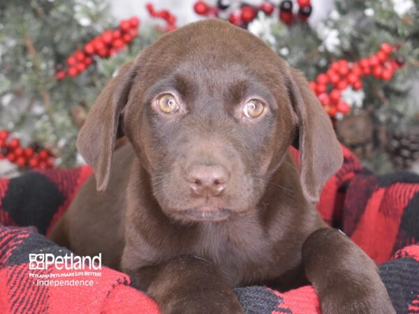 Labrador Retriever-DOG-Female-Chocolate-3541-Petland Independence, Missouri