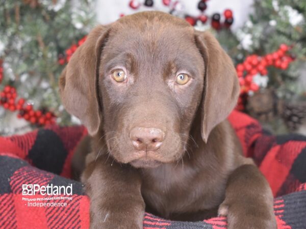Labrador Retriever-DOG-Male-Chocolate-3540-Petland Independence, Missouri