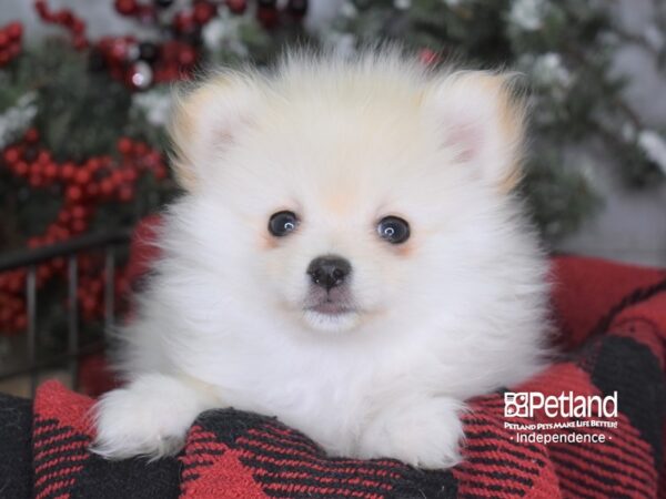 Pomeranian DOG Male Cream 3543 Petland Independence, Missouri