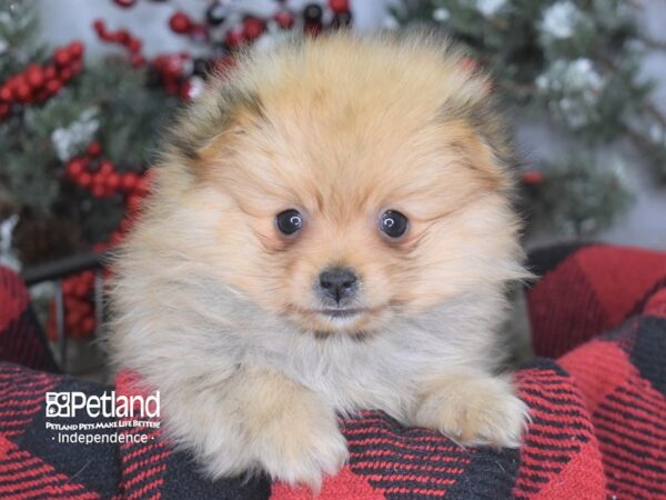 Pomeranian DOG Male Orange 3544 Petland Independence, Missouri