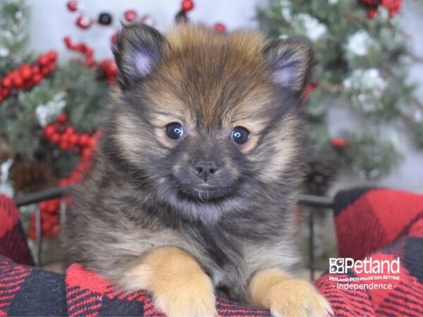 Pomeranian DOG Female 3537 Petland Independence, Missouri