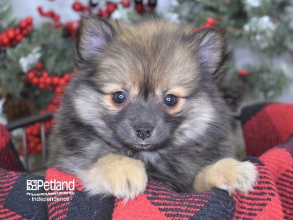 Pomeranian DOG Male 3536 Petland Independence, Missouri