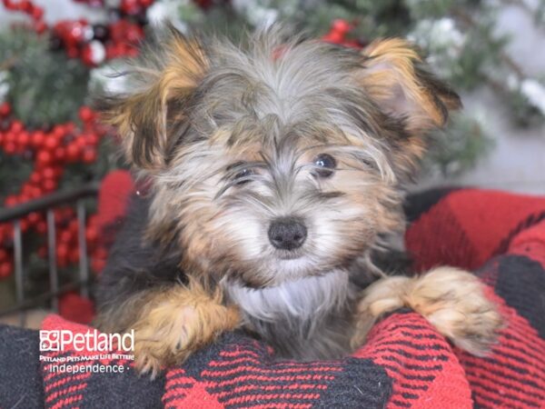 Yorkshire Terrier-DOG-Male-Black & Gold Parti-3442-Petland Independence, Missouri