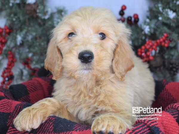 Goldendoodle DOG Male Golden 3545 Petland Independence, Missouri