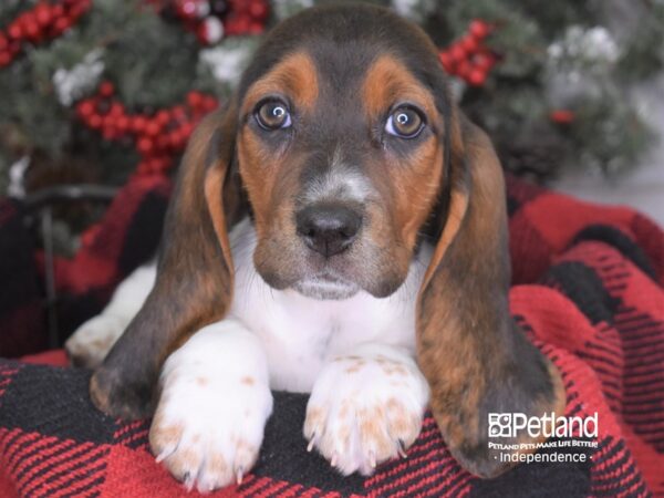 Basset Hound-DOG-Female--3539-Petland Independence & Lee's Summit, MO
