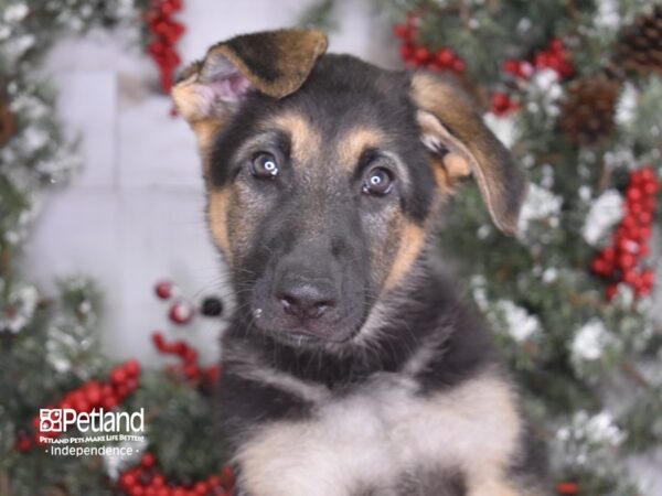 German Shepherd DOG Female Black & Tan 3555 Petland Independence, Missouri