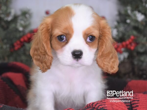 Cavalier King Charles Spaniel-DOG-Male-Blenheim-3556-Petland Independence & Lee's Summit, MO