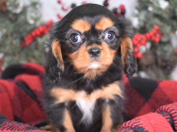 Cavalier King Charles Spaniel-DOG-Female-Black and Tan-3557-Petland Independence, Missouri