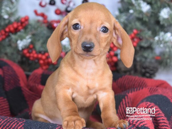 Dachshund-DOG-Female-Red-3554-Petland Independence, Missouri