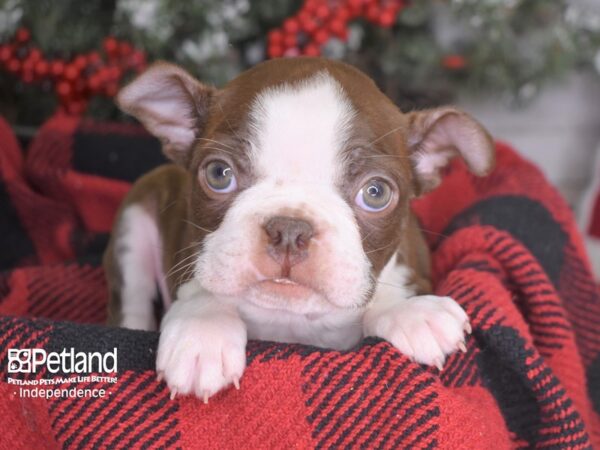 Boston Terrier-DOG-Male-Seal & White-3553-Petland Independence & Lee's Summit, MO