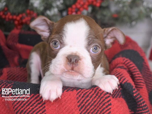 Boston Terrier DOG Male Seal & White 3553 Petland Independence, Missouri