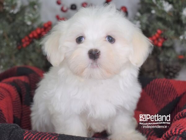 Maltese DOG Male White 3549 Petland Independence, Missouri