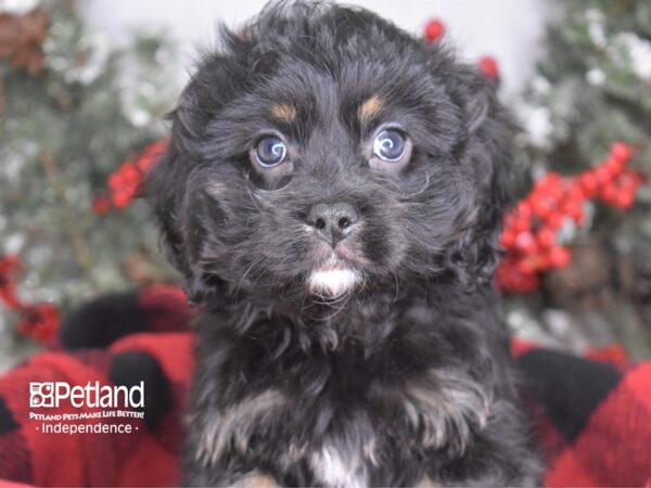 Havalier-DOG-Male-Black & Tan-3529-Petland Independence & Lee's Summit, MO