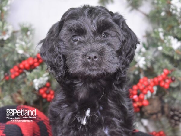 Cockapoo DOG Female Black 3528 Petland Independence, Missouri