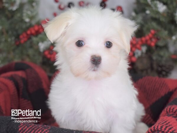 Maltese-DOG-Female-White-3550-Petland Independence, Missouri