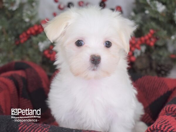 Maltese-DOG-Female-White-3550-Petland Independence & Lee's Summit, MO