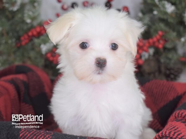 Maltese DOG Female White 3550 Petland Independence, Missouri