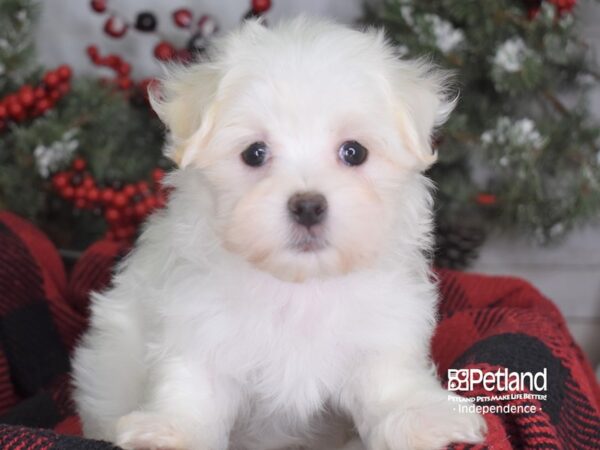 Maltese DOG Female White 3548 Petland Independence, Missouri