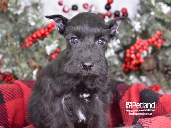 Miniature Schnauzer DOG Male Black 3560 Petland Independence, Missouri