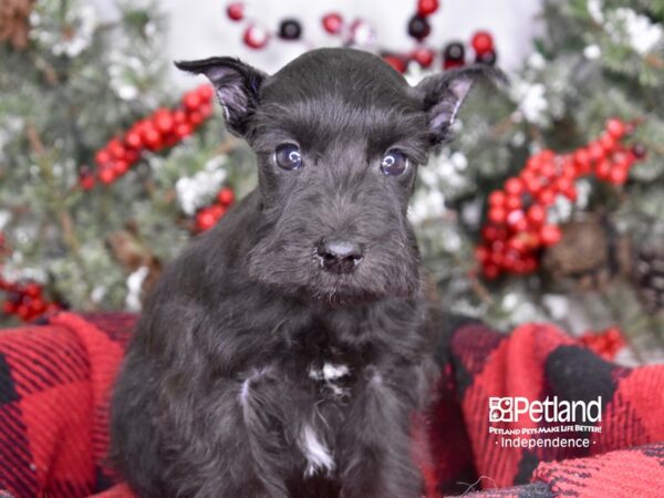 Miniature Schnauzer-DOG-Male-Black-3560-Petland Independence & Lee's Summit, MO