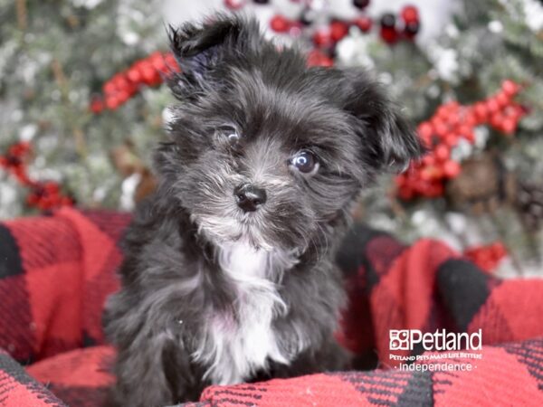 Morkie-DOG-Female-Black-3559-Petland Independence, Missouri