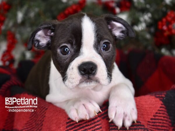 Boston Terrier-DOG-Male-Black and White-3558-Petland Independence, Missouri