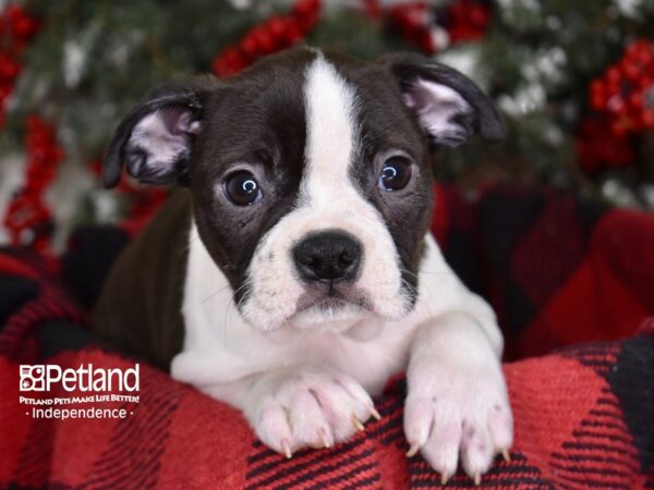 Boston Terrier DOG Male Black and White 3558 Petland Independence, Missouri