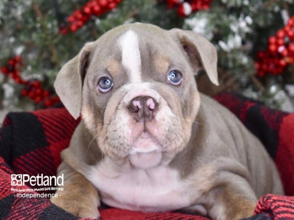 English Bulldog DOG Male Lilac & Tan 3547 Petland Independence, Missouri