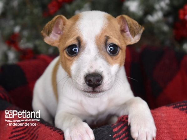 Jack Russell Terrier DOG Male 3532 Petland Independence, Missouri