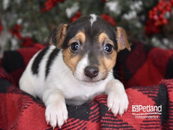 Jack Russell Terrier DOG Male 3531 Petland Independence, Missouri