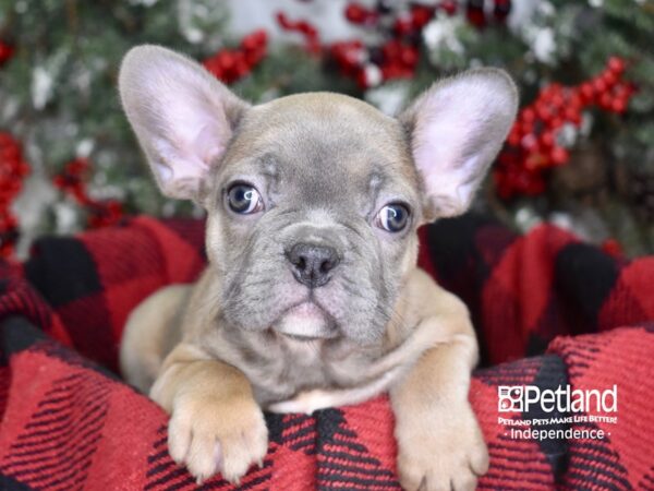 French Bulldog-DOG-Male-Blue Fawn-3563-Petland Independence & Lee's Summit, MO