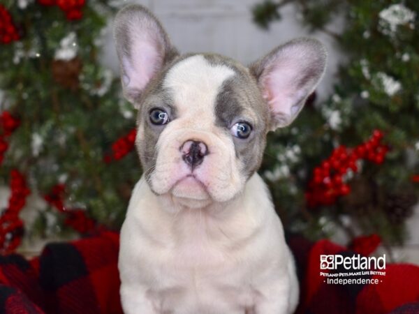 French Bulldog-DOG-Female-Blue Piebald-3566-Petland Independence & Lee's Summit, MO