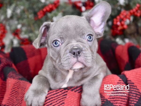 French Bulldog-DOG-Male-Blue-3562-Petland Independence & Lee's Summit, MO