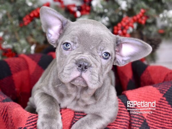French Bulldog-DOG-Female-Blue-3565-Petland Independence & Lee's Summit, MO
