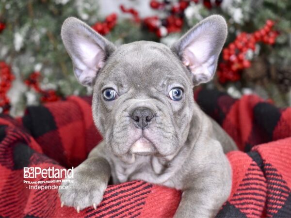 French Bulldog DOG Male Blue 3564 Petland Independence, Missouri